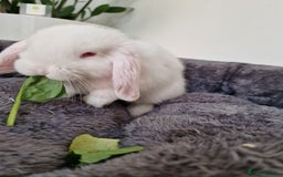 Mini Lop rabbits for sale: 🐰 Mini Lop Buck Rabbits for Sale – 9 Weeks Old 🐰 - Image 2