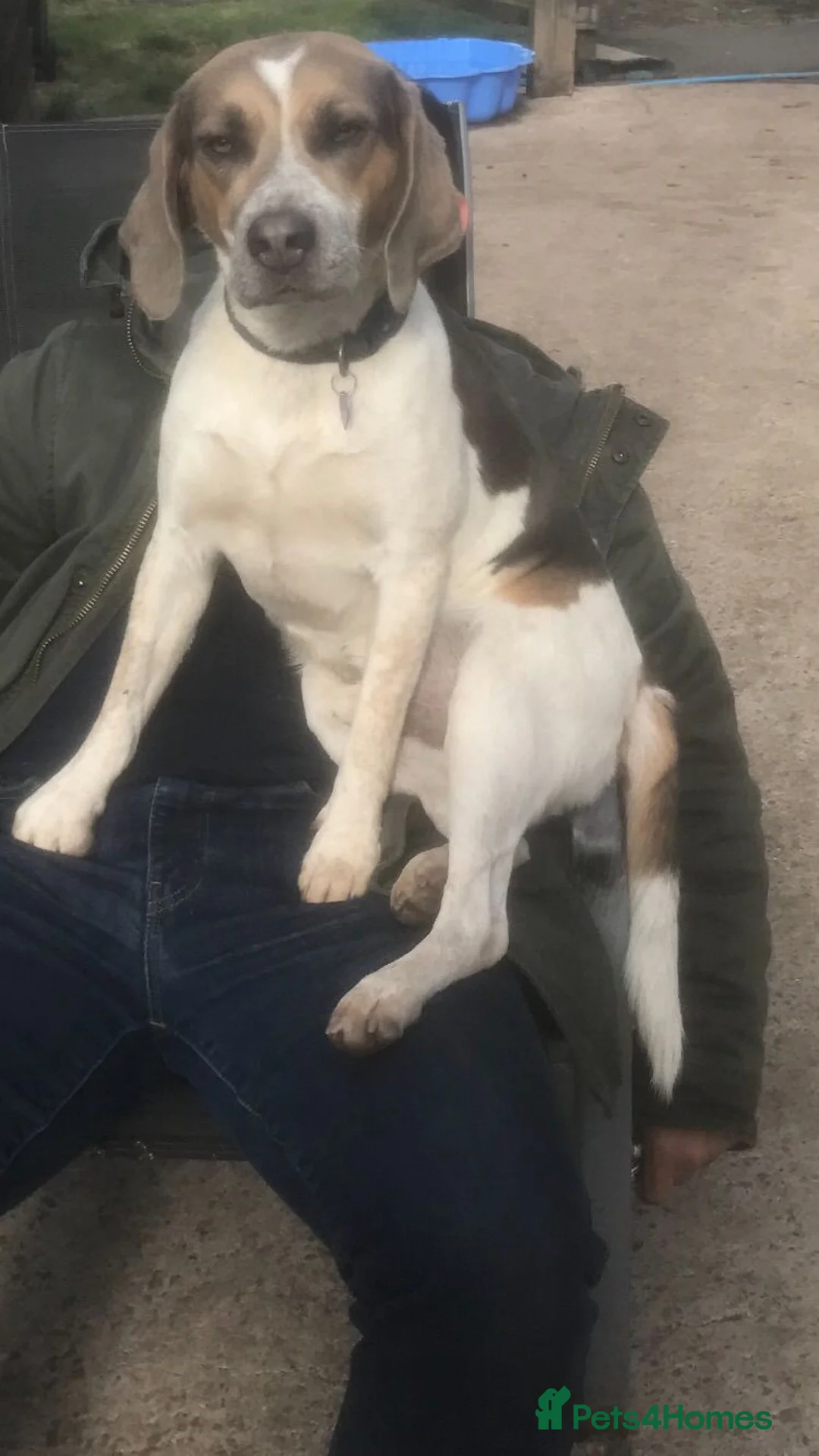 Beagle dogs for stud: Health tested blue tri beagle  stud  in Bedworth - Advert 2