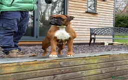 Boxer dogs for sale: Champion Sired KC reg Boxer puppies available - Image 13