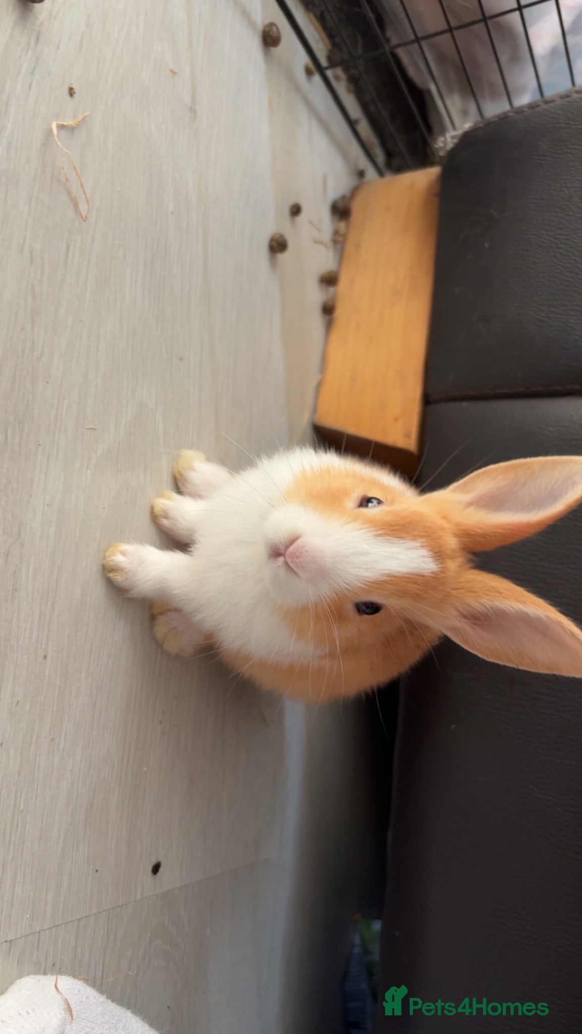 Dutch rabbits Dutch rabbits - Advert 1
