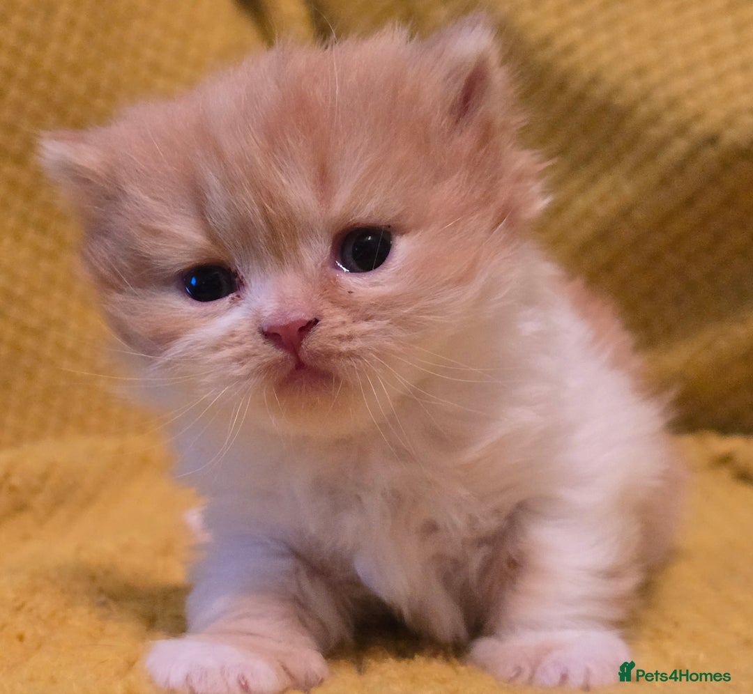 British Shorthair cats for sale: TICA registered British shorthair kittens - Advert 27