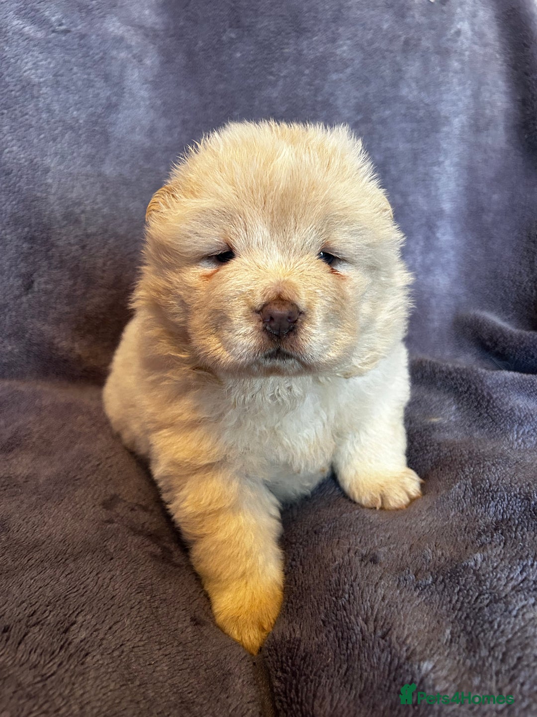 Chow Chow dogs for sale: Stunning chow chow puppies  - Advert 23