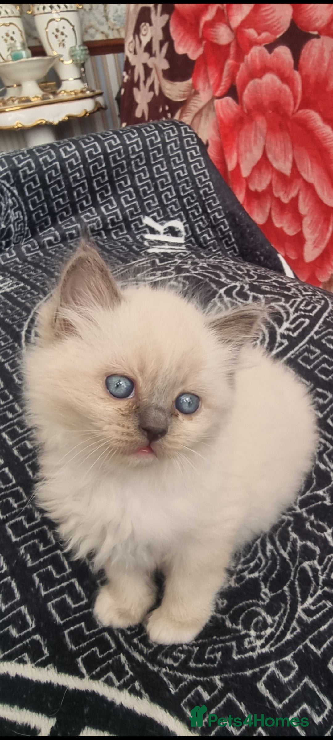 Ragdoll cats for sale: Ragdoll  - Advert 32