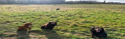 Cocker Spaniel dogs for sale: 🐾 POPPY – KC REGISTERED WORKING COCKER SPANIEL 🐾 in Clitheroe - Advert 4