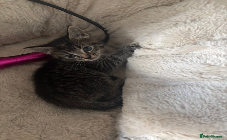 Mixed Breed cats for sale - Advert 1