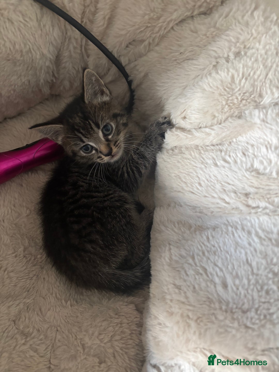 Mixed Breed cats for sale: 3 Female Kittens Available  - Image 1