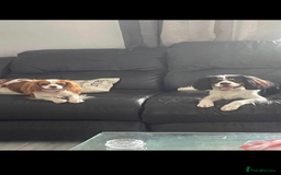 Cavalier King Charles Spaniel dogs for sale: King Charles cavalier puppies - Image 4