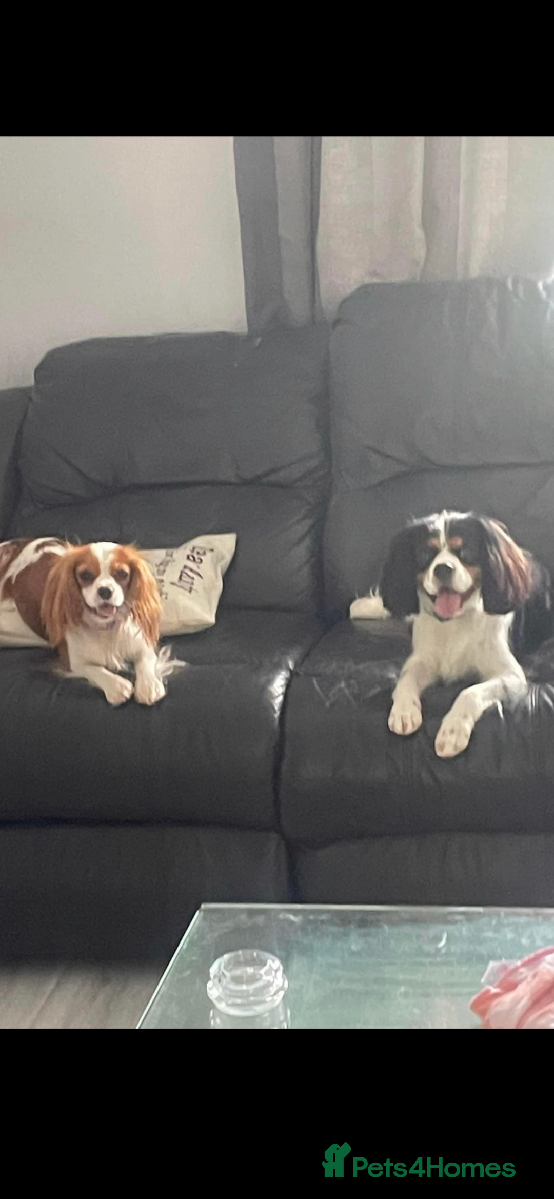 Cavalier King Charles Spaniel dogs for sale: King Charles cavalier puppies - Image 4