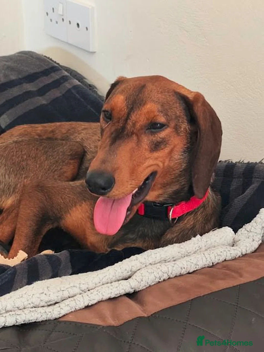 Mixed Breed dogs for adoption: James 1 Year Old Segugio Hound Gentle Sensitive • in Sleaford - Advert 9