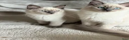 Ragdoll cats for sale: First litter  - Advert 2