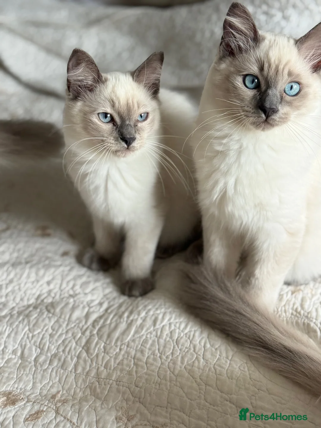 Ragdoll cats for sale: First litter  - Advert 2