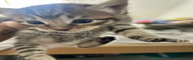 Maine Coon Kitten 4
