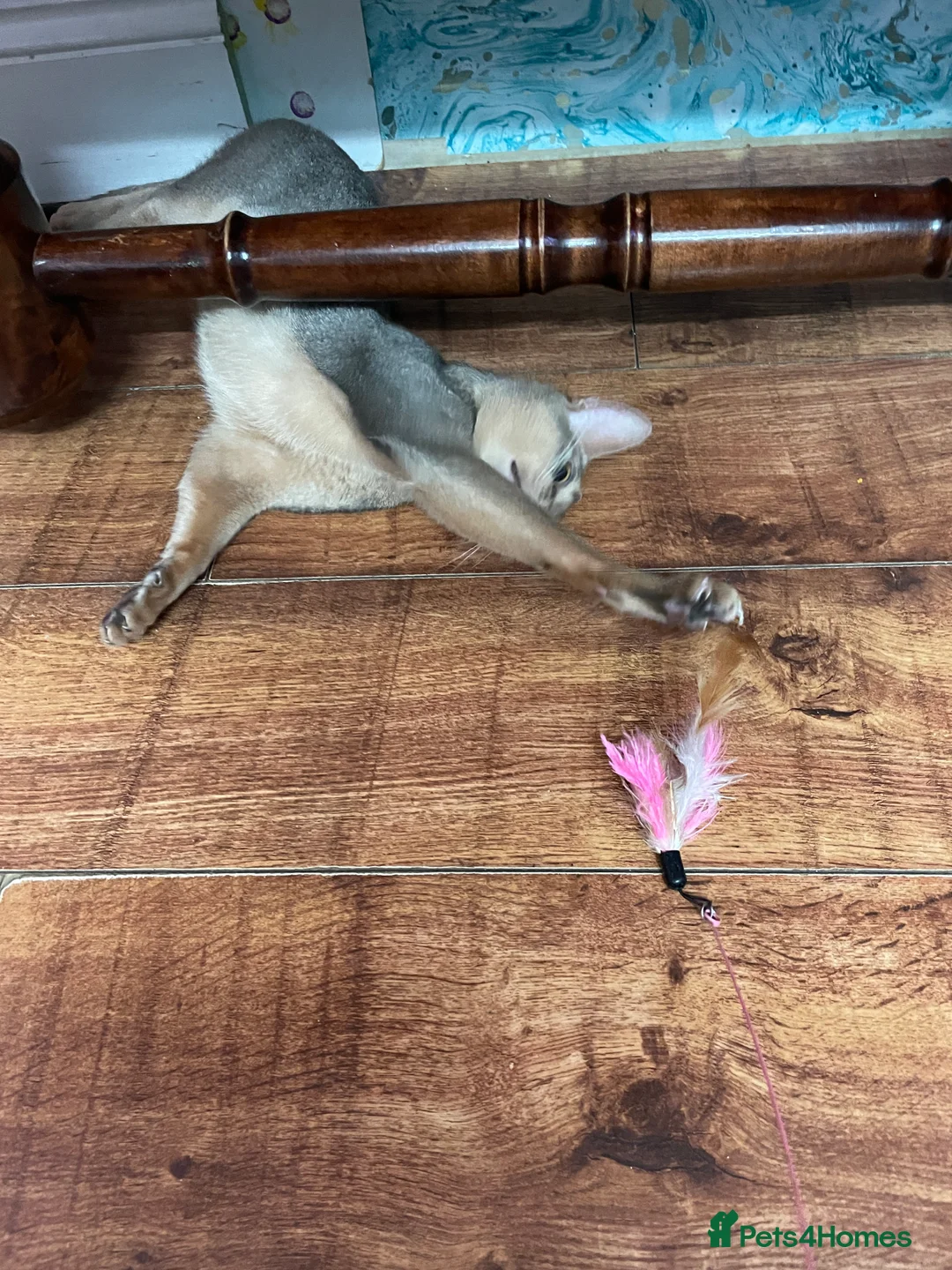 Abyssinian cats for stud: STUD ONLY! in London in London - Advert 5