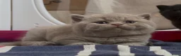 British Shorthair cats for sale: 🐾 Beautiful TICA Registered BSH Kittens - Advert 2