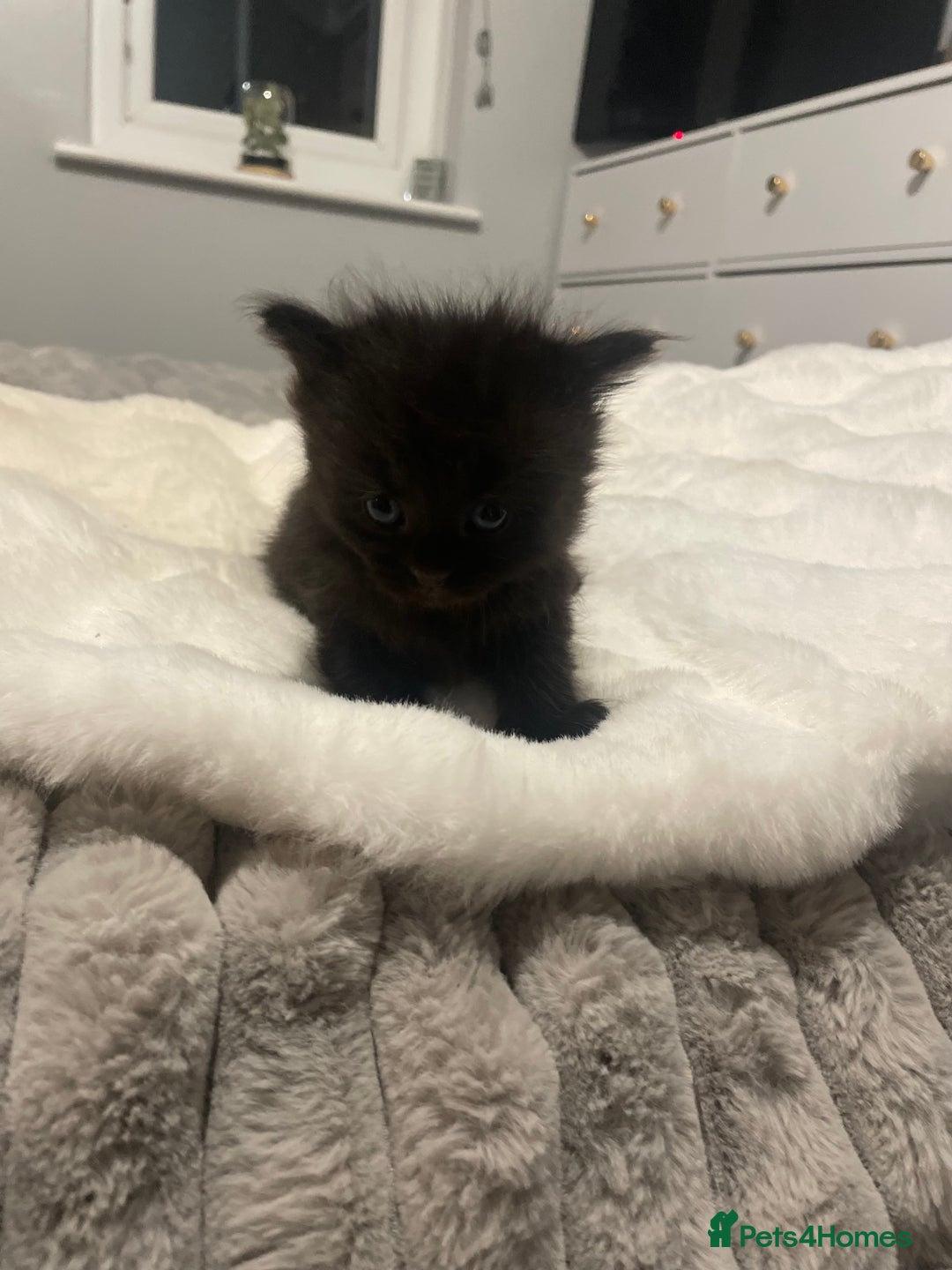 Mixed Breed cats for sale: Main Coon cross - Advert 3