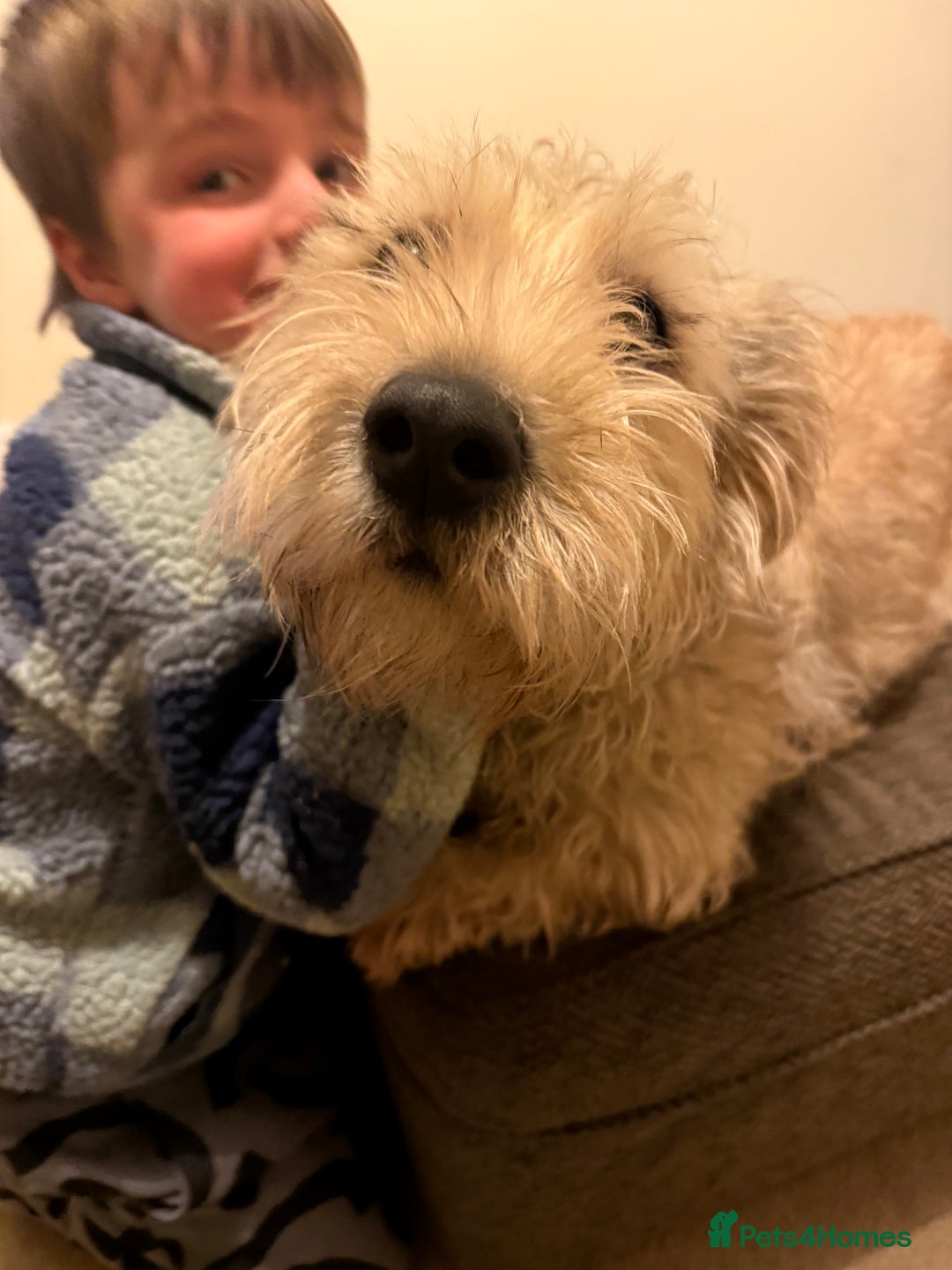 Glen of Imaal Terrier dogs for sale: Glen of Imaal terrier puppies - Image 3