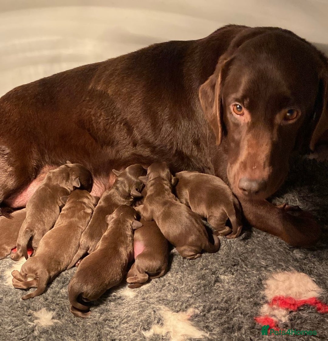 Labrador Retriever dogs for sale: Chocolate Labrador puppies - Advert 10