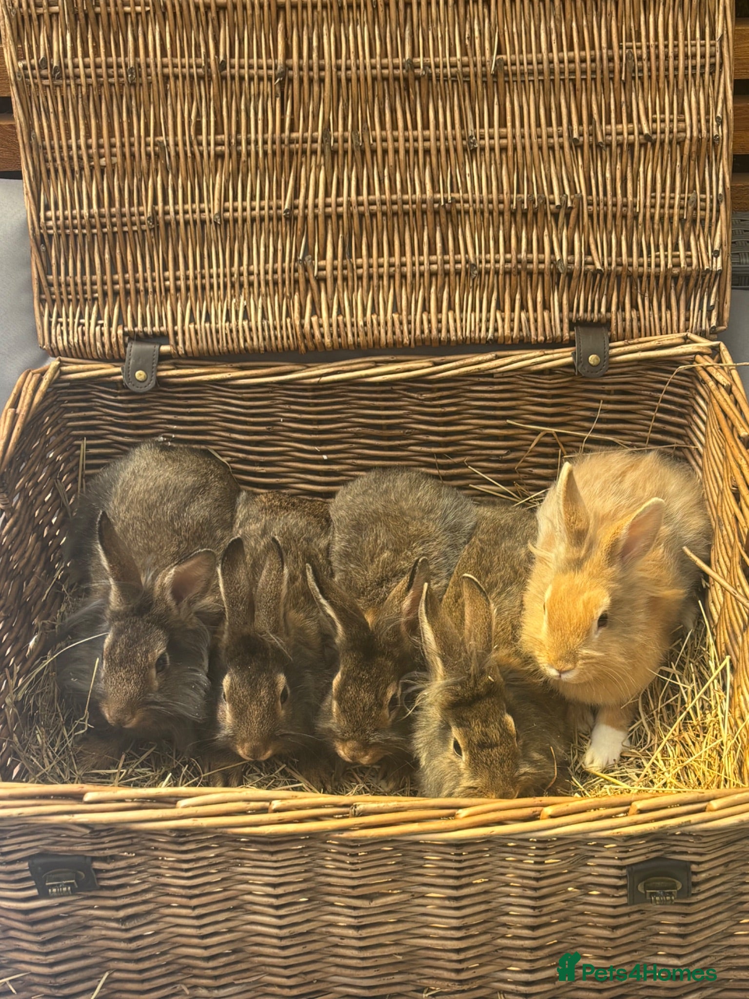 Lionhead rabbits Gorgeous fluffy Lionhead babies ready now - Advert 1