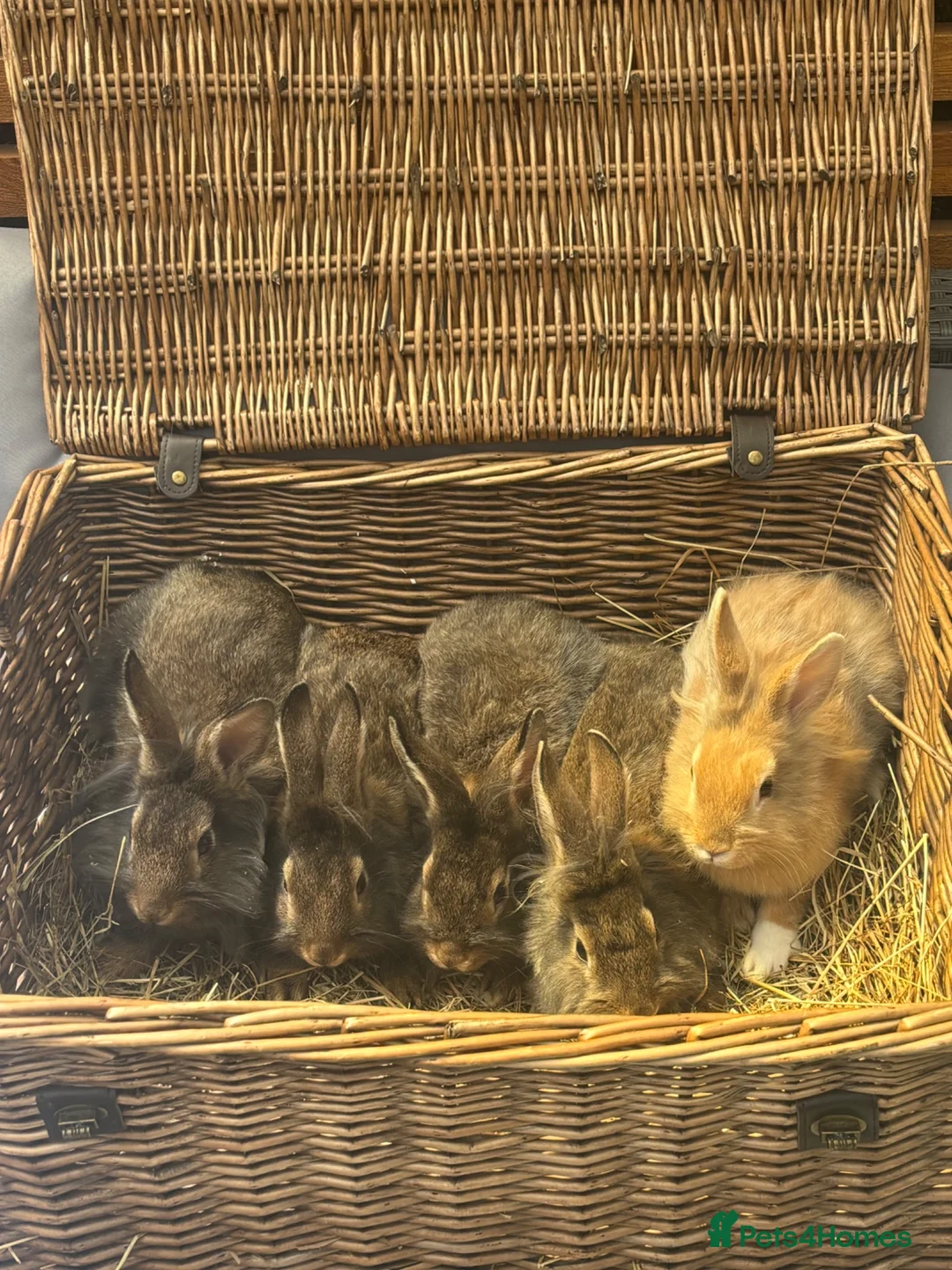 Lionhead rabbits for sale: Gorgeous fluffy Lionhead babies ready now - Advert 1