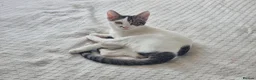 Oriental cats for sale: Oriental Shorthair Male and Female - Advert 3