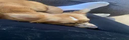 Chihuahua dogs for sale: ‘Moley’ looking for his new home in Tunbridge Wells - Advert 3