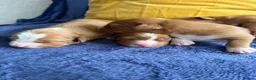 Nova Scotia Duck Tolling Retriever dogs for sale: Beautiful Toller puppies from champion bloodlines - Advert 6