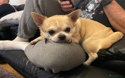 Chihuahua dogs for stud: Toby Chihuahua for stud only not for sale in Stevenage - Image 1