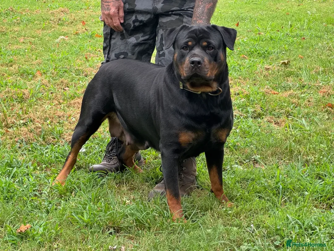 Rottweiler dogs for sale: Rottweiler chapmpion bloodline - Image 2