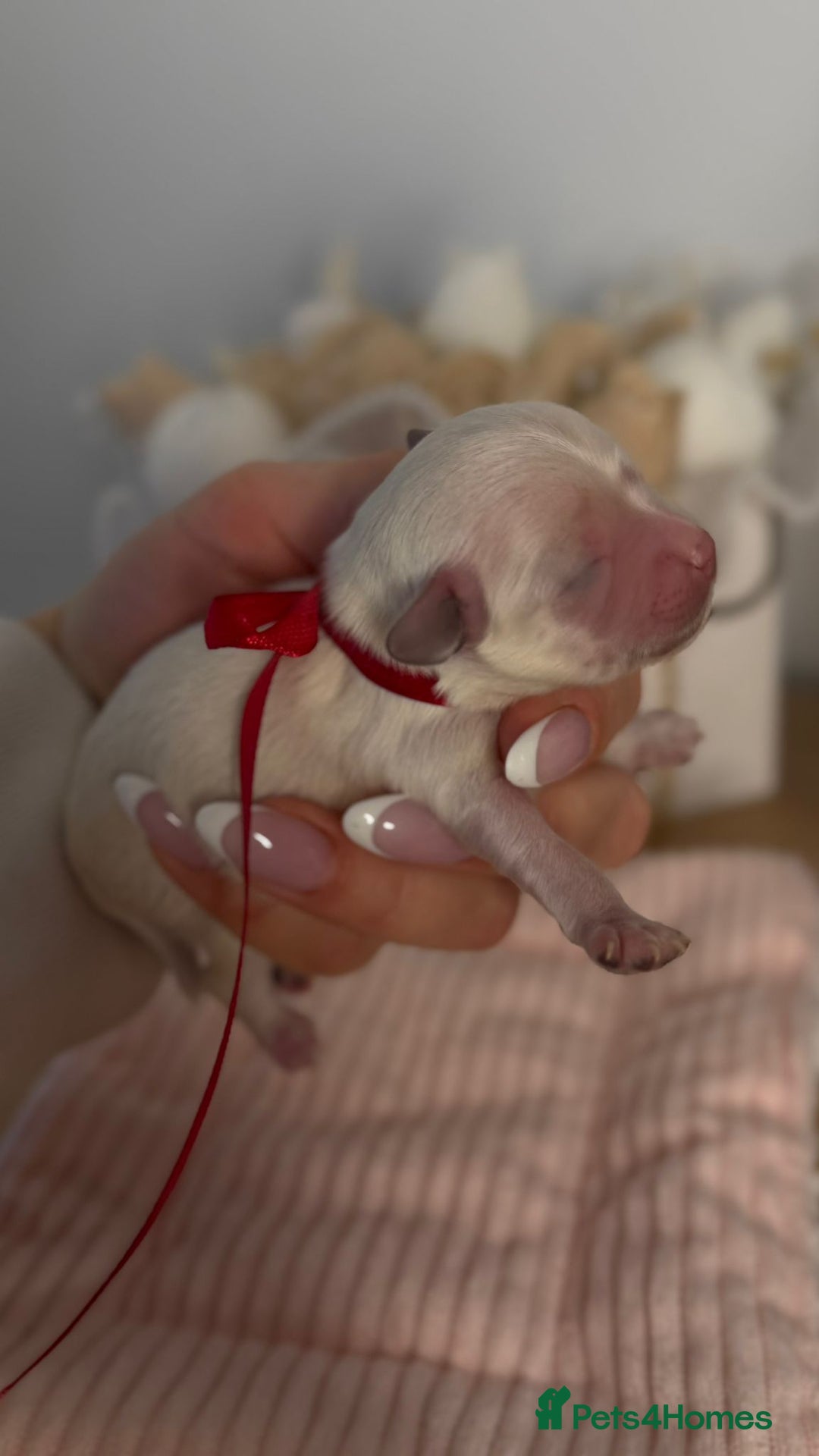 Maltipoo dogs for sale: True Mini Maltipoo F1 Puppies – Babyface Girls - Advert 5