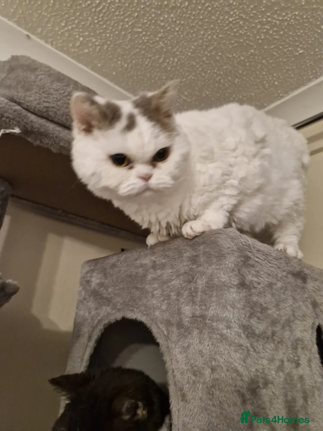 Selkirk Rex cats for sale: Tica reg curly selkirk rex  - Advert 5