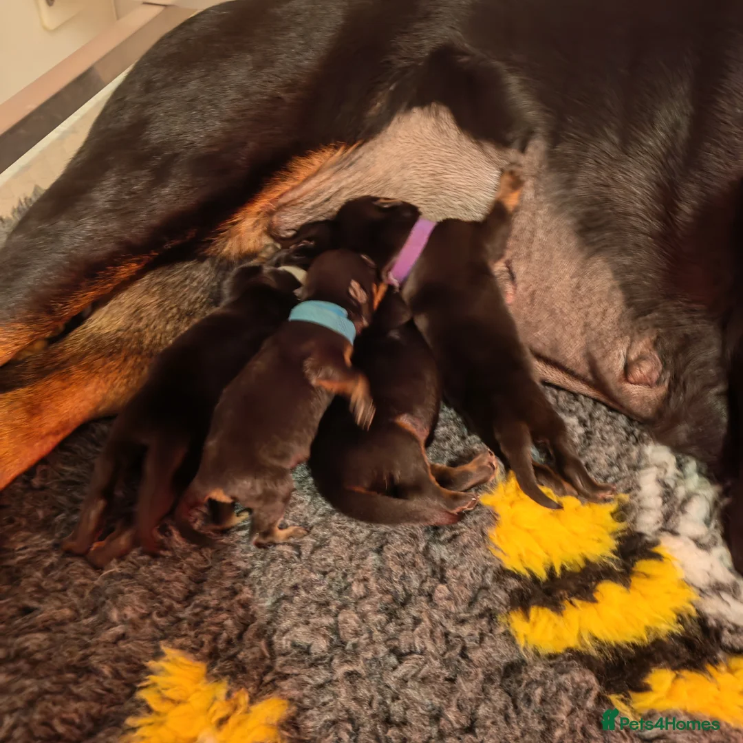 Rottweiler dogs for sale: Excellent Pedigree Dog Puppy - Advert 30