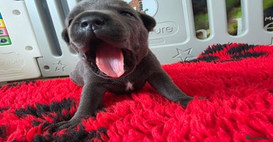 Staffordshire Bull Terrier dogs - Advert 1
