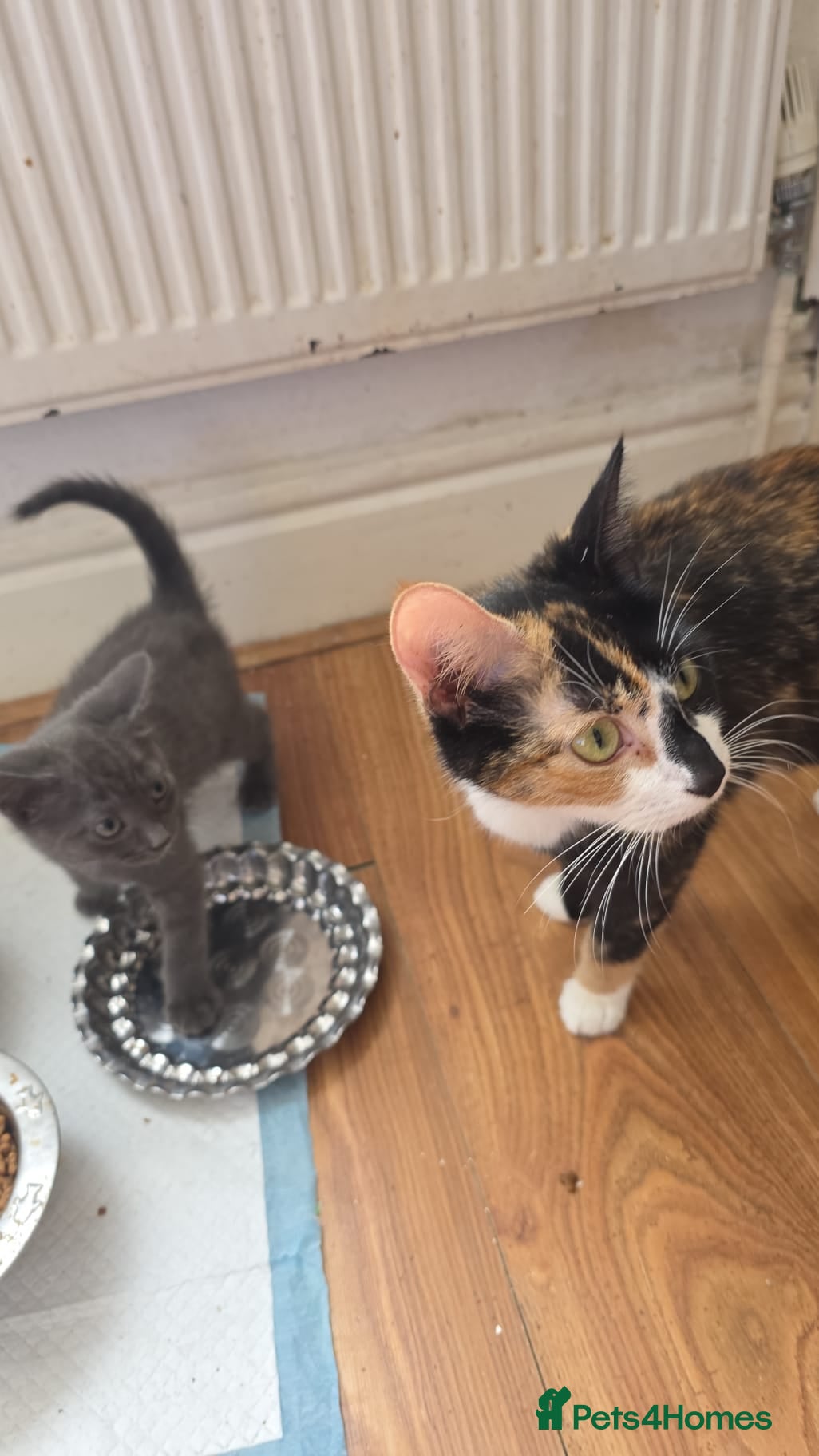 Mixed Breed cats Nebelung mixed kitten  - Advert 1