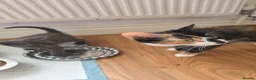 Mixed Breed cats for sale: Nebelung mixed kitten  - Advert 1