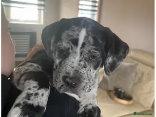 Mixed Breed dogs Mastiff X (North American & South African) - Advert 6
