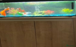Goldfish fish for sale: Three gold fish,tank and equipment  - Image 3
