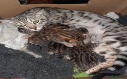 Bengal cats for sale: STUNNING GLITTER PELTED TICA REG BENGAL KITTENS - Image 20