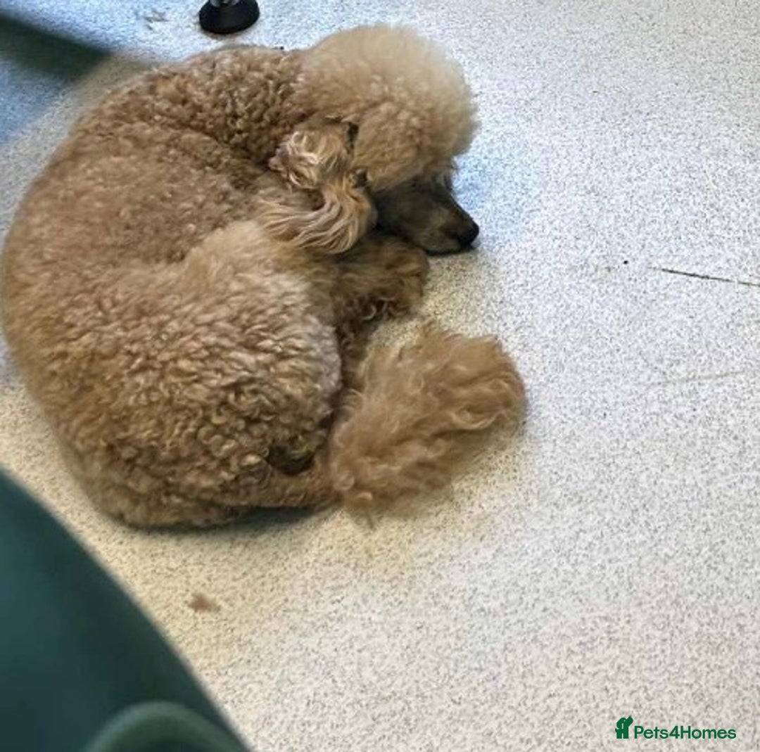 Toy Poodle dogs for sale: Adorable little toy poodle girls  - Image 15