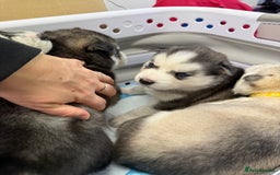 Siberian Husky dogs for sale: 1 female and 2 male huskies for sale - Advert 10