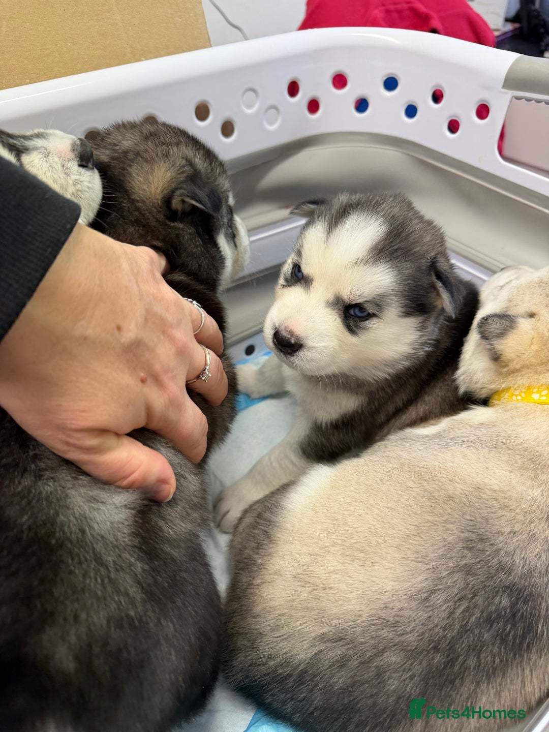 Siberian Husky dogs for sale: 1 female and 2 male huskies for sale - Advert 10