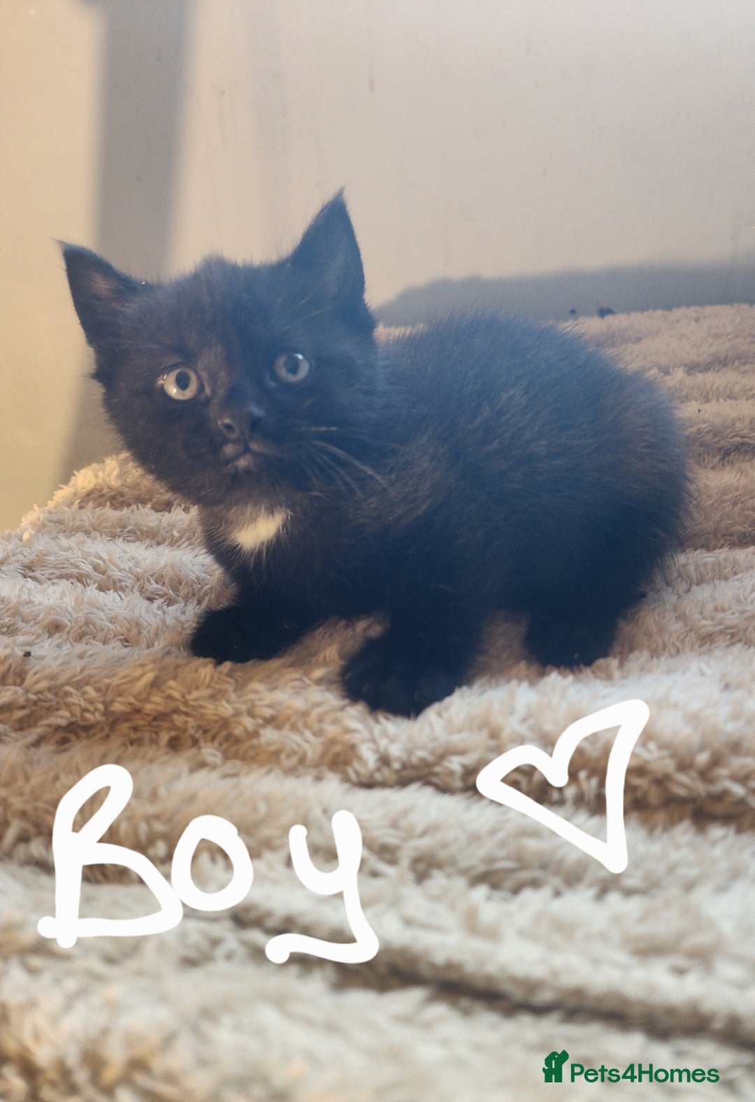 British Shorthair cats for sale: 5 beautiful british shorthair kittens - Image 30