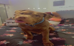 Mixed Breed dogs for stud: Hi my name is Bailey  - Image 1