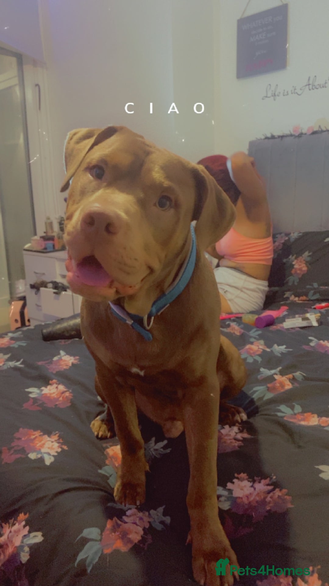 Mixed Breed dogs for stud: Hi my name is Bailey  - Image 1