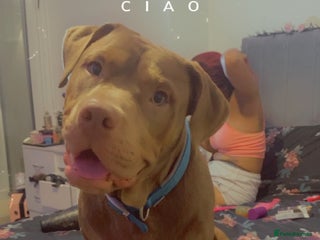 Mixed Breed dogs - Advert 5