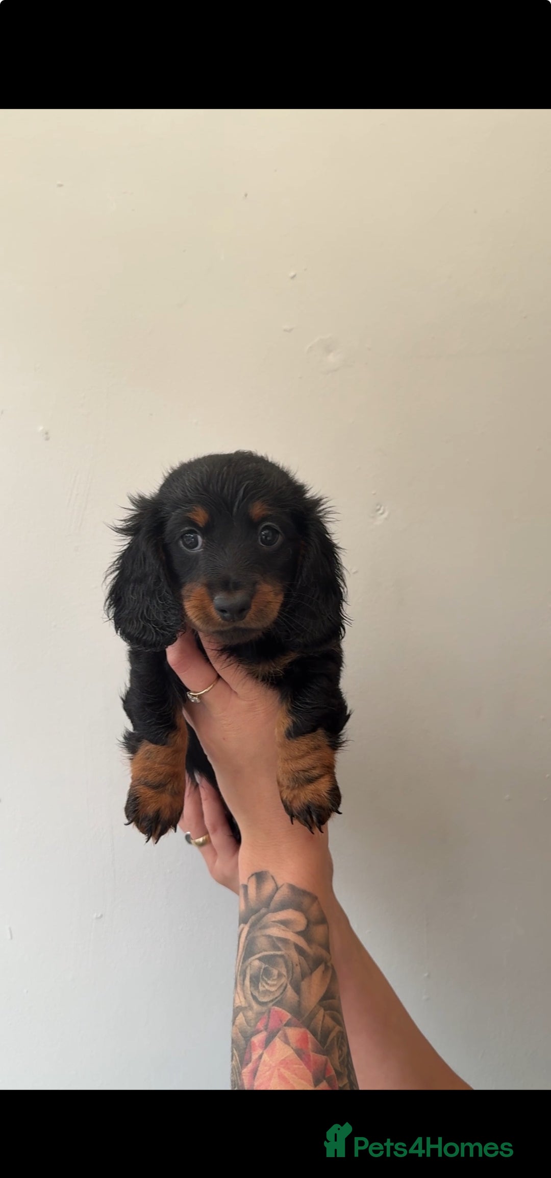Miniature Dachshund dogs for sale: Longhaired miniature dachshund’s  - Image 7