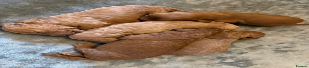 Labradoodle Puppy 5