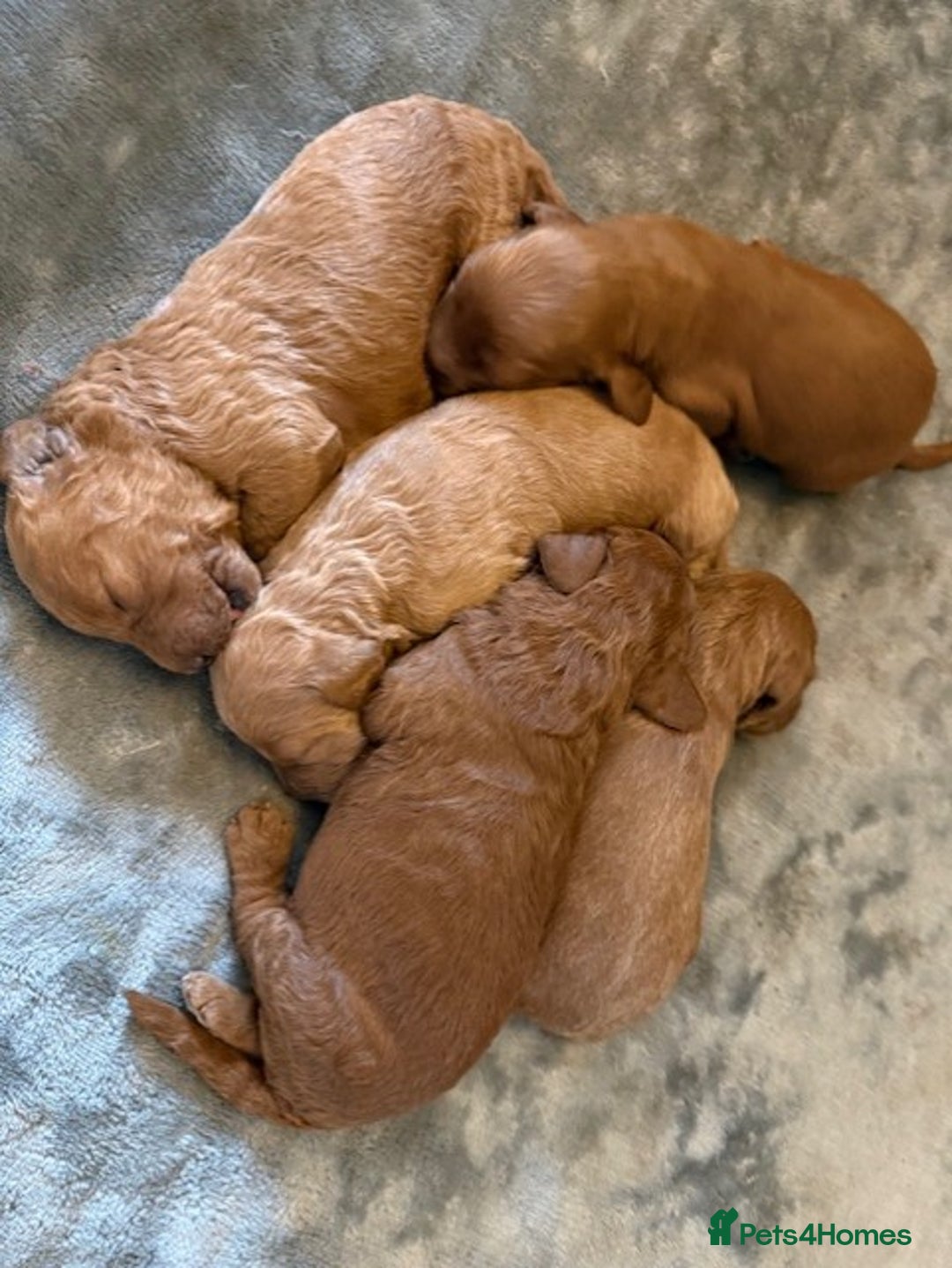 Labradoodle dogs for sale: Beautiful F1B Mini Labradoodles Hypoallergenic Red - Image 5