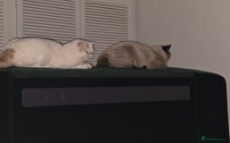 Exotic cats for sale: Stunning Rare Cream Van ESH Male - Image 6