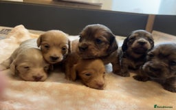 Miniature Dachshund dogs for sale: Red & Shaded Cream! KC Mini Long Haired Dachshunds - Image 26