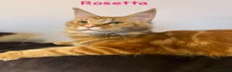 Maine Coon cats for sale: Beautiful Tica Maine Coon kittens - Advert 4